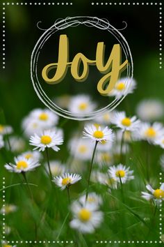 This contains an image of the word joy surrounded by daisies in front of a green background with white and yellow flowers