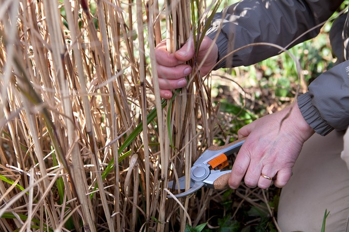 Miscanthus Care Guide