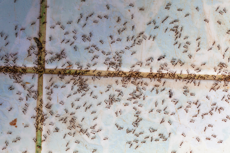 Ants in house on the wall angleants walk on the tile floor.
