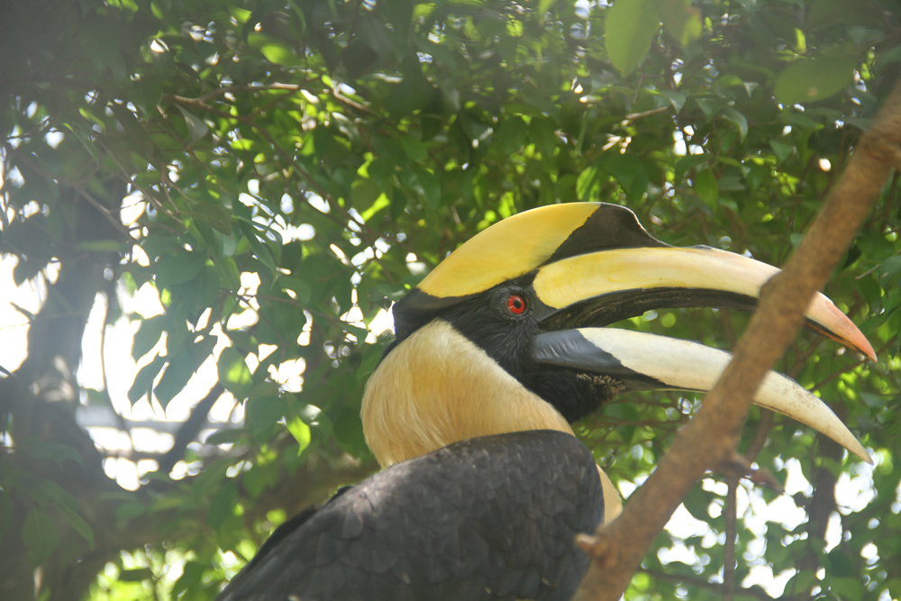 Großer Hornvogel