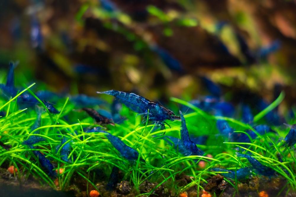 Tips for a shrimp colony's health and maintenance.
