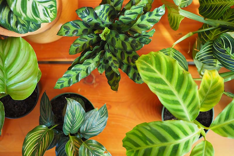 Types of Prayer Plants