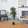 Indoor Plants for Arizona's Desert Climate: The Perfect Solution for Every Home
