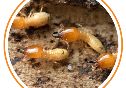 Common Termite Species Found in Sydney and How to Treat Them