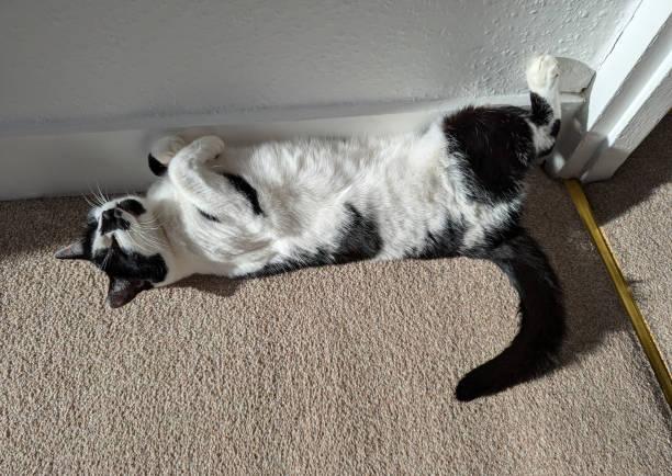 A cat lying on its back on carpet

Description automatically generated