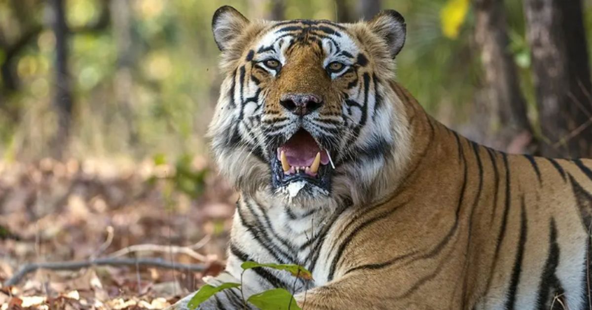 प्रसिद्ध टाइग्रेस चक्रवर्ती के बेटे, बमेरा आकार में बड़े पैमाने पर थे, लेकिन उनके शांत आचरण के लिए जाना जाता था। आक्रामक अल्फा पुरुषों के विपरीत, बमेरा ने शांति से गश्त की और कम से कम 15 शावकों को जन्म दिया। 