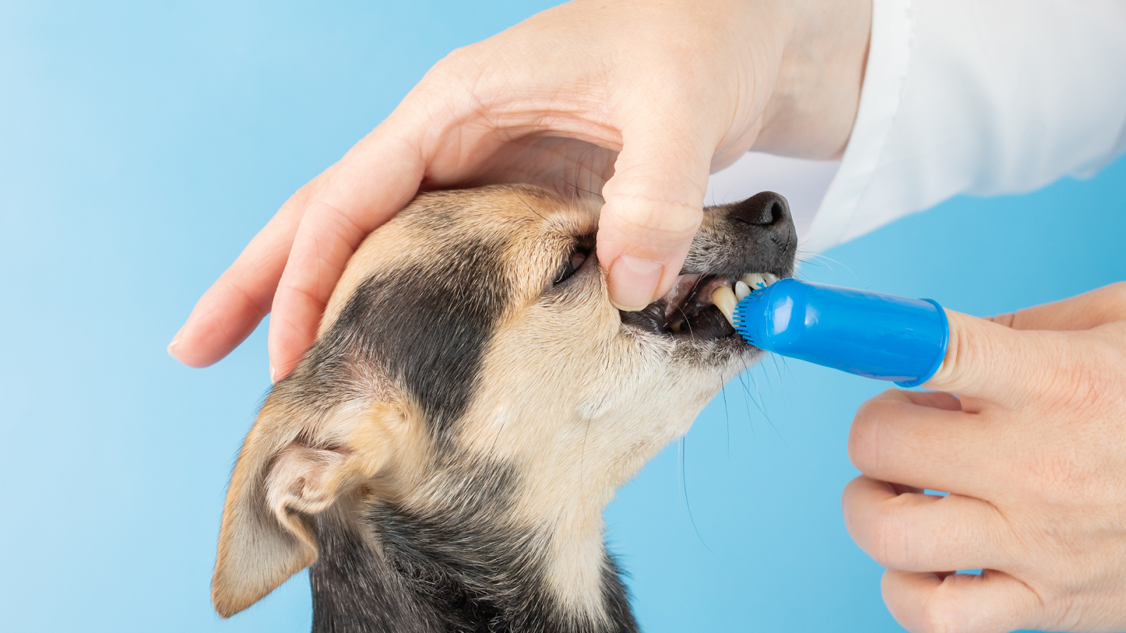 Brushing a dog’s teeth with pet toothpaste for oral health.