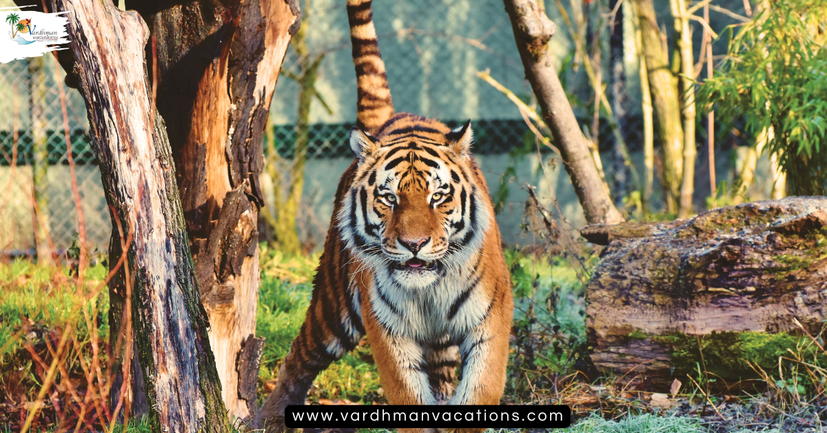 Rajasthan Wildlife 