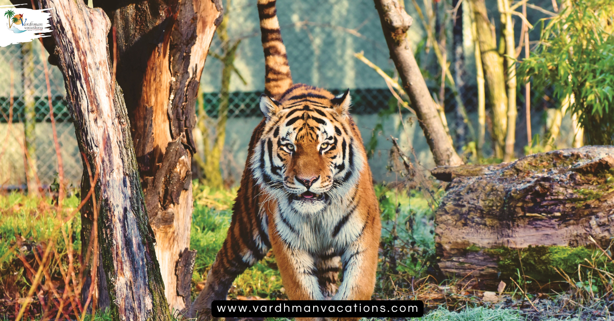 Rajasthan Wildlife