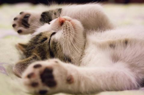 Free Close-up Photo of Cute Sleeping Cat  Stock Photo