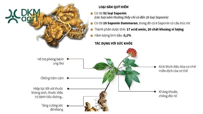 Tác dụng tuyệt vời cho sức khoẻ của Sâm Ngọc Linh