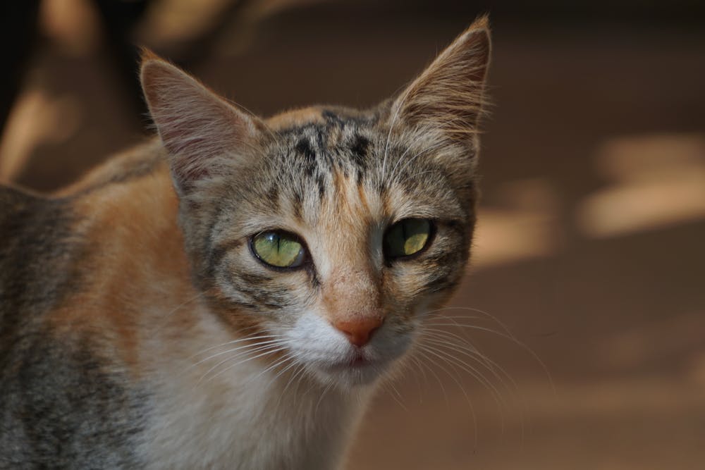 Close up of a Cat