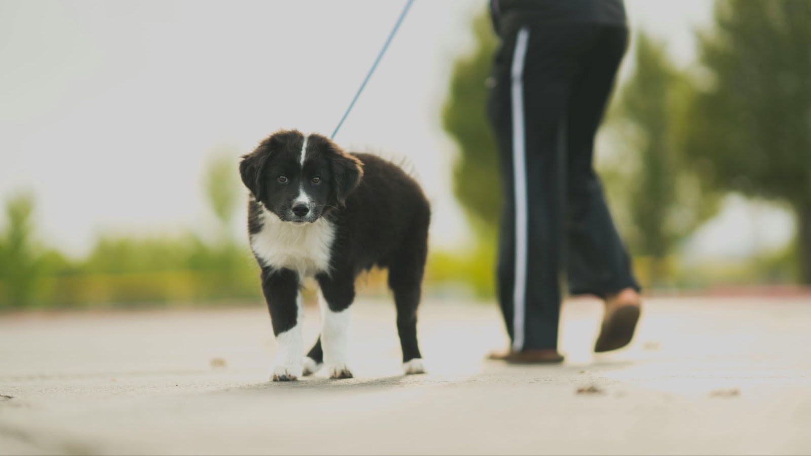 Border Collie Puppy Being Walked