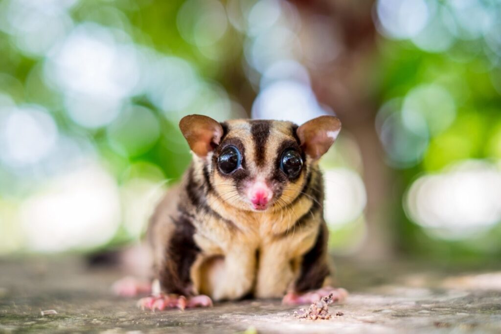 A sugar Glider sitting as a perfect pet