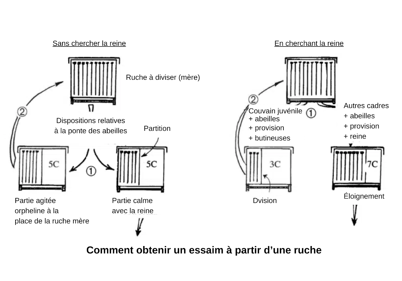 Multiplication du cheptel : comment créer des essaims ? - Non classifié(e)