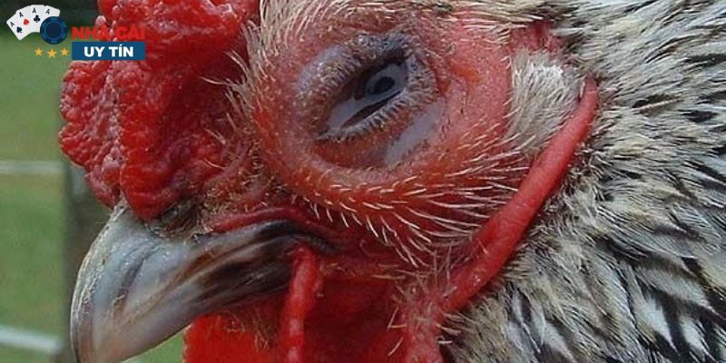 Top các phương pháp phổ biến về cách nhìn gà biết lối đá
