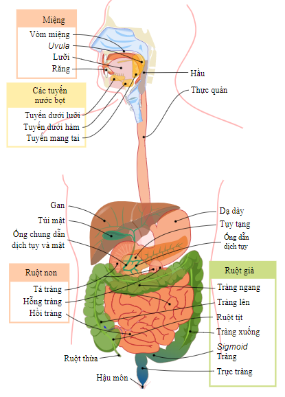 BÀI 32: DINH DƯỠNG VÀ TIÊU HÓA Ở NGƯỜI