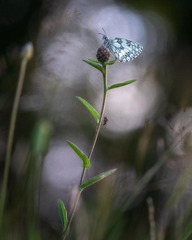 A butterfly on a plant

Description automatically generated