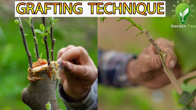 Exploring Various Grafting Techniques