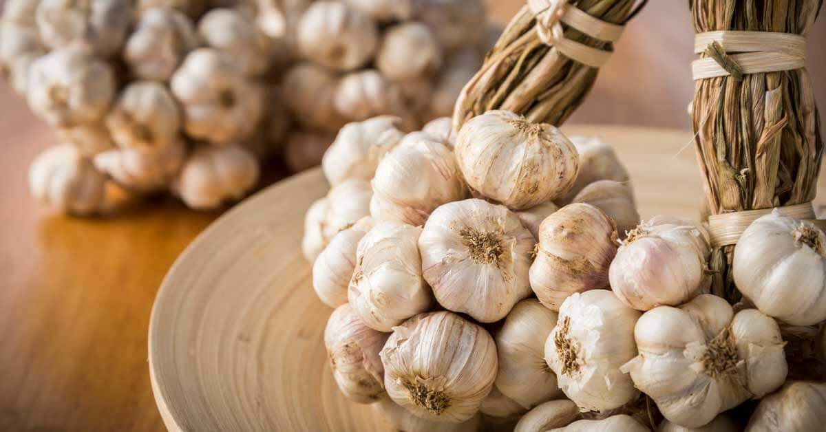 Home Growing Garlic Features