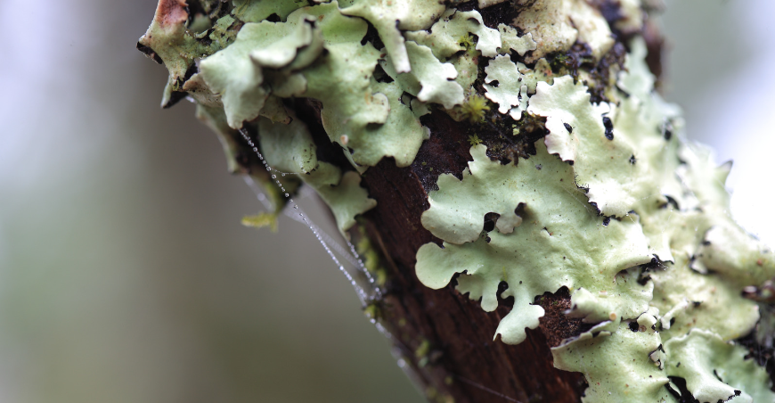 A tree branch covered in light green lichen plants.