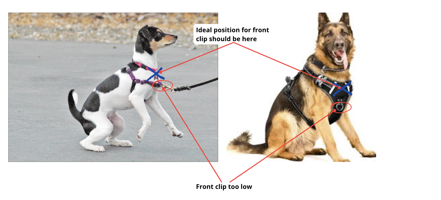 Caution dog harness best sale