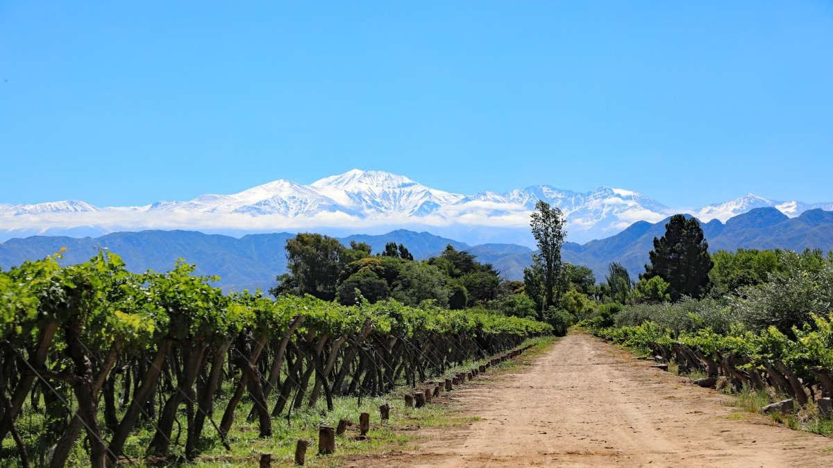 mendoza_vineyard_1200x675.jpg