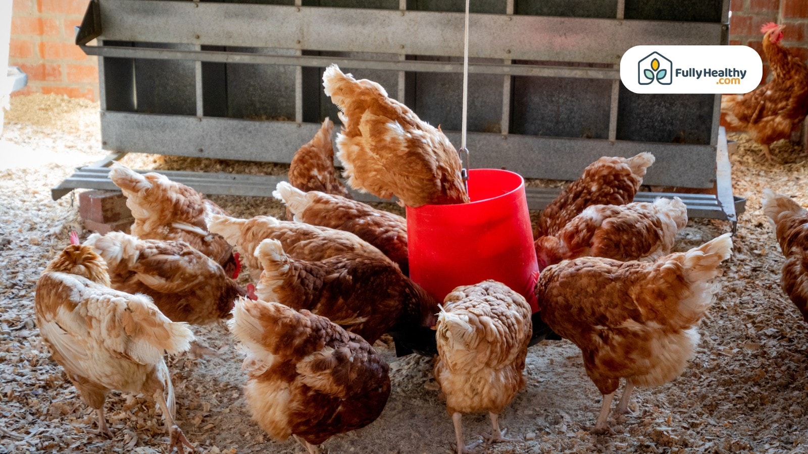 Group of brown chickens eating from red feeder indoors