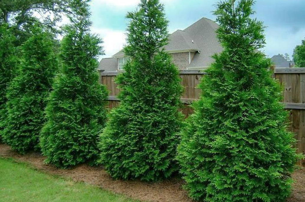 Privacy Trees