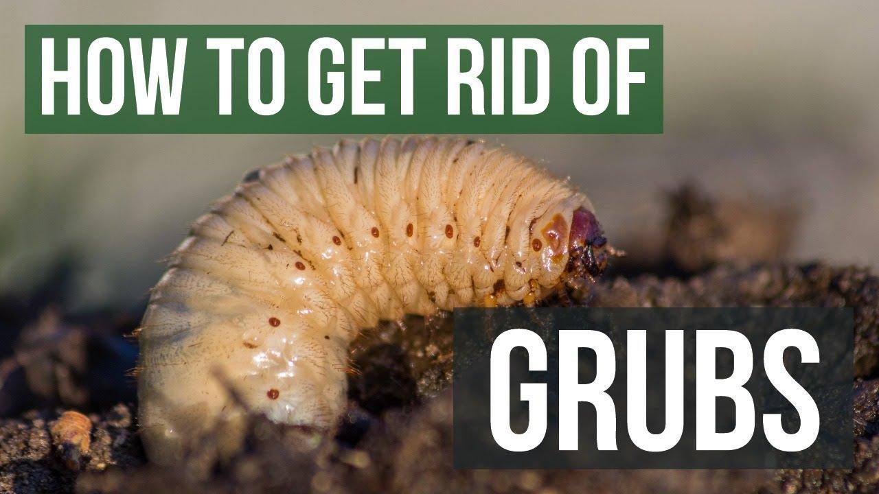 Factors to Consider When Choosing a Grub Killer