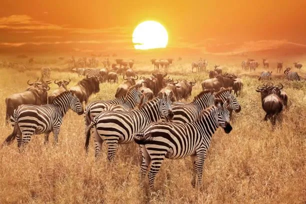 20 Natural Photos That Make You Want to Travel, travel inspiration, nature shots, nature, forest, landscape, wanderlust images, scenic desire