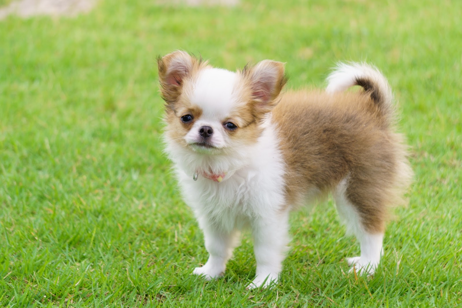 換毛期のチワワの子犬