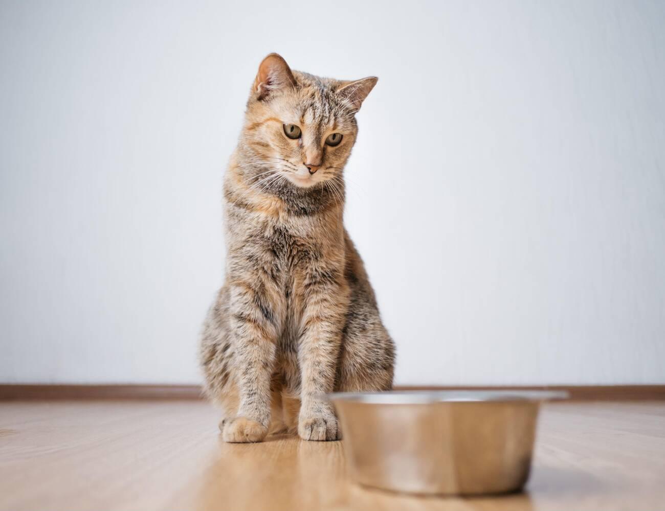 The Whisker Food Bowl Aversion