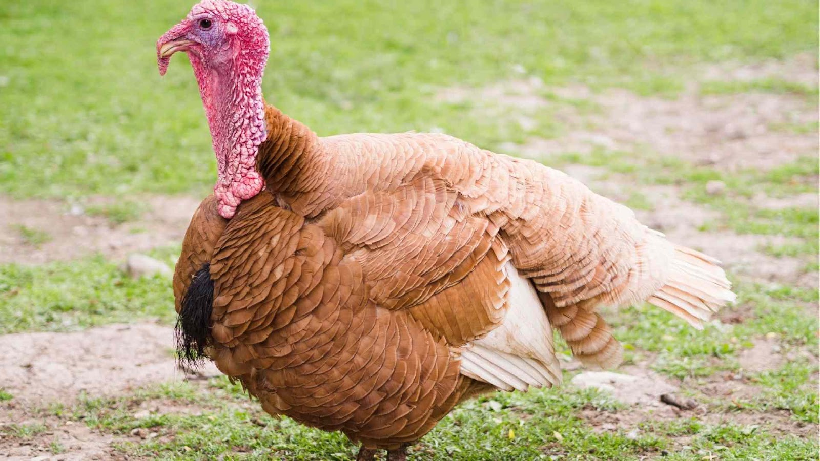 Discover the best chicken breeds for your backyard farm based on your needs and preferences from Farmersrathna Agri-news