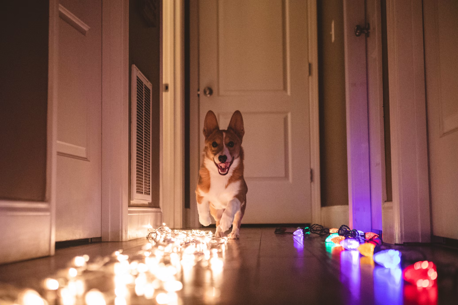 Corgi puppy running next to a couple of Christmas light strings left on the floor inside a home.