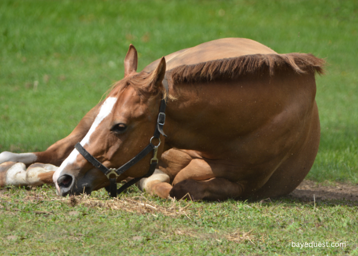 Do Horses Lay Down?