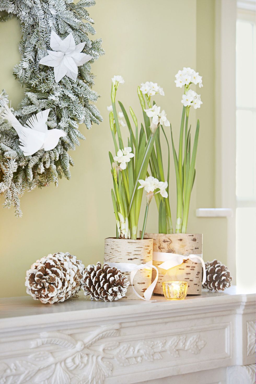 Birch Wrapped Paperwhites- Christmas Decoration Ideas