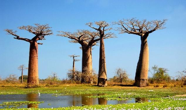 D:\PHOTOS WEBSITE OPHIR\BAOBAB\397428.jpg