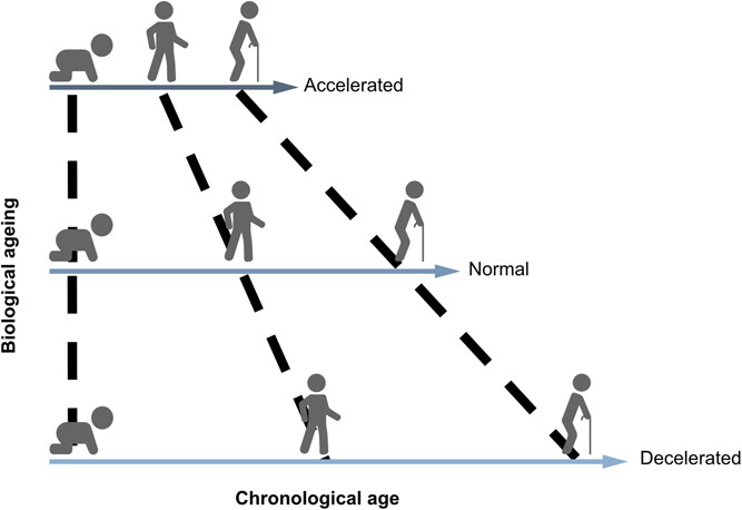 Biological vs Chronological Age