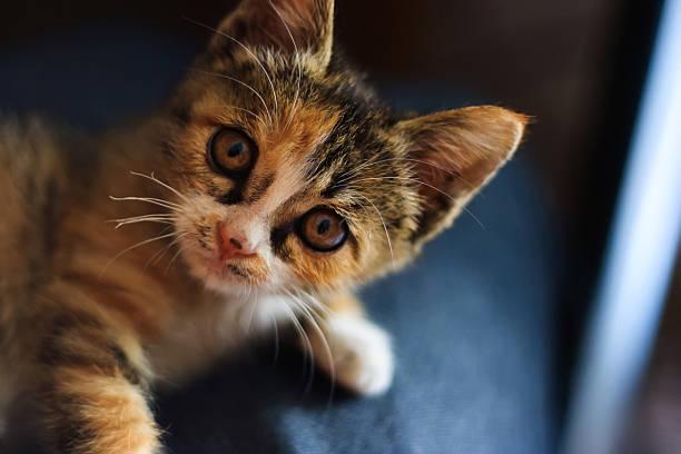 A cat lying on a couch

Description automatically generated