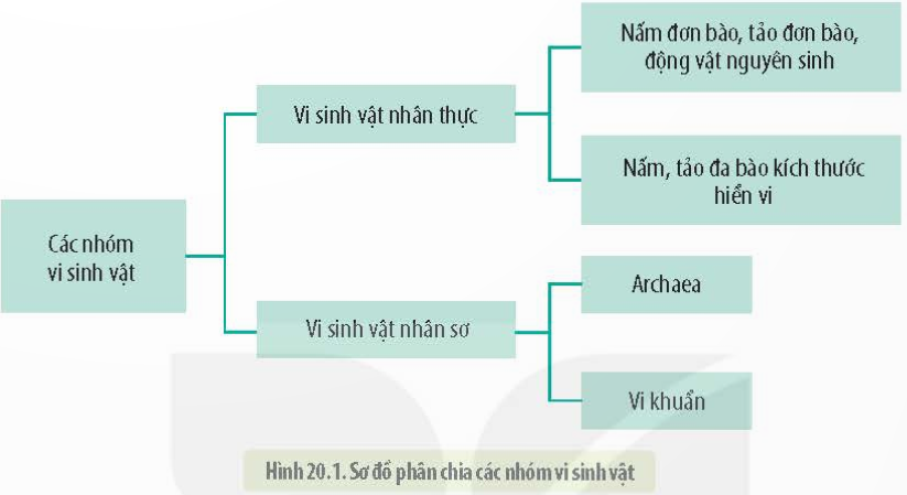 BÀI 20 - SỰ ĐA DẠNG VÀ PHƯƠNG PHÁP NGHIÊN CỨU VI SINH VẬT