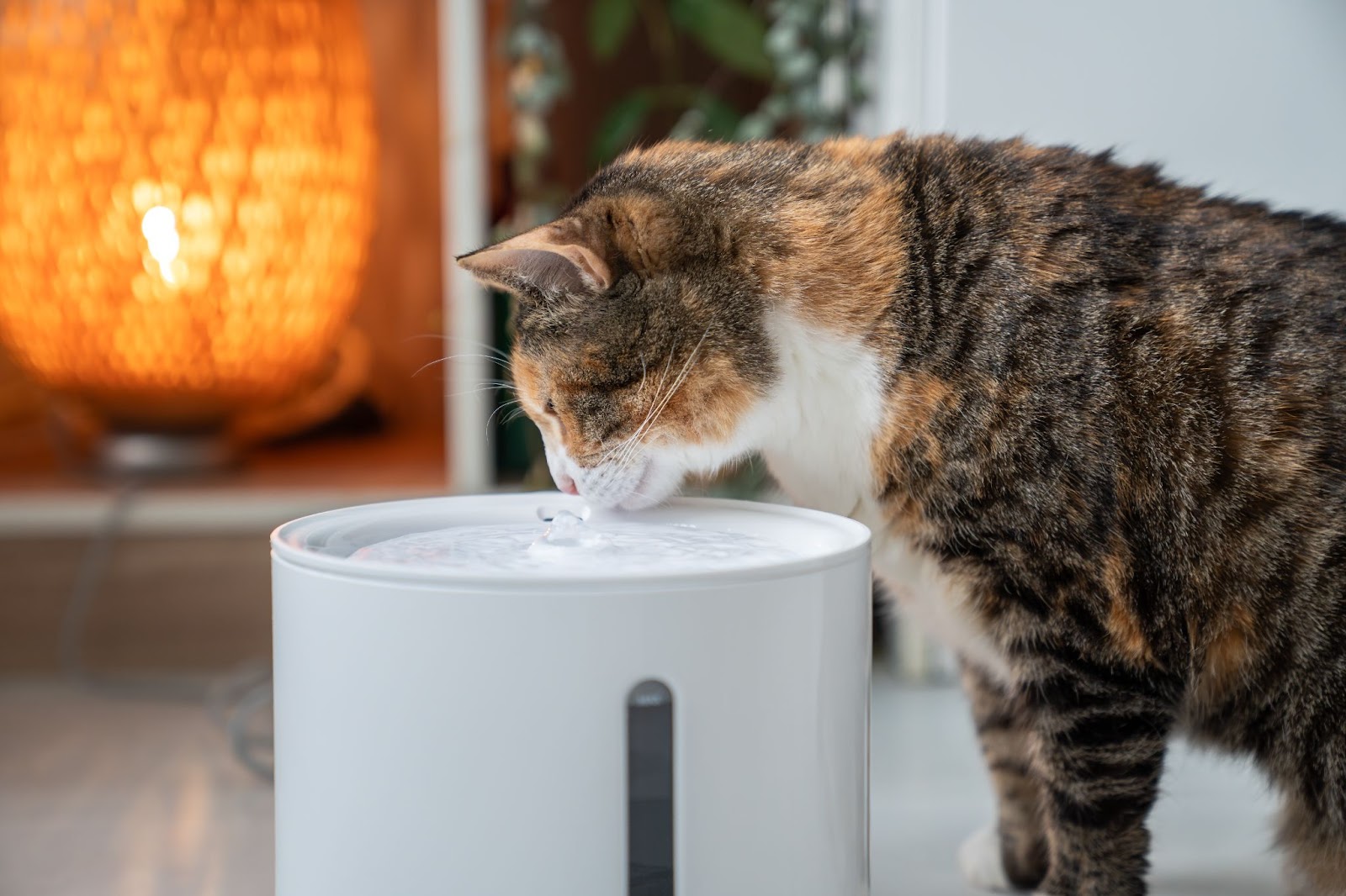 A cat drinking from an automatic water fountain, showcasing a modern hydration solution in cat supplies for a new cat.