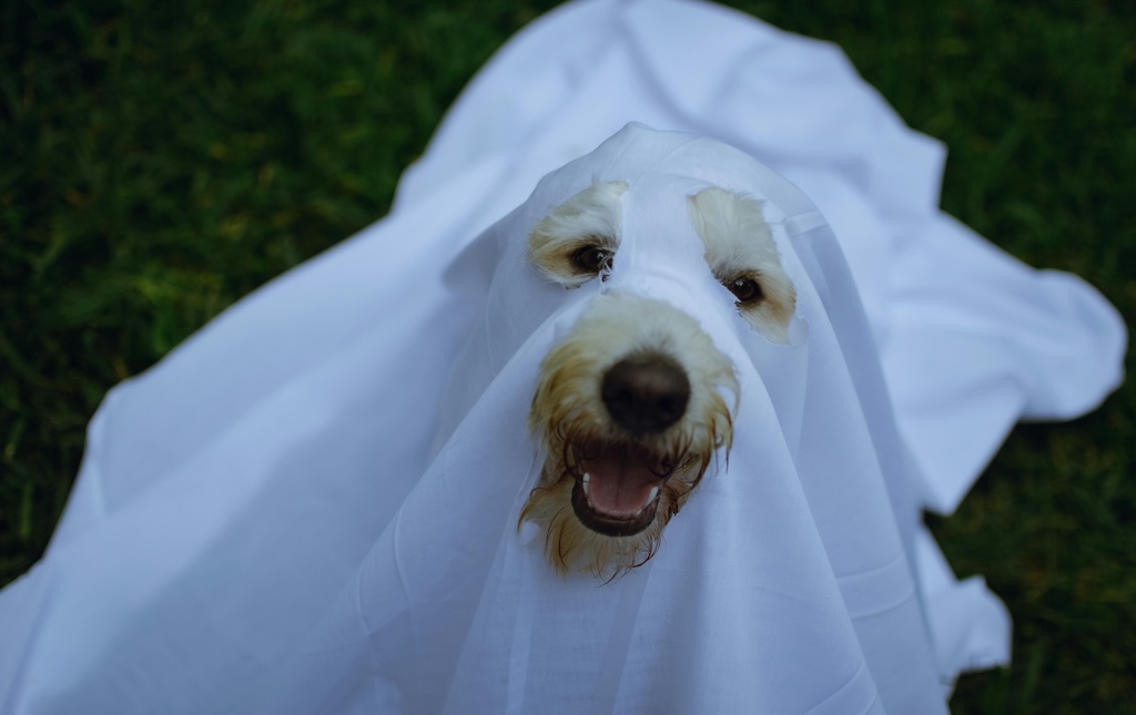 dog in sheet dressed as a ghost