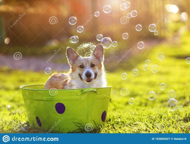 Whimsical puppy photoshoot in the garden with playful soap bubbles floating around