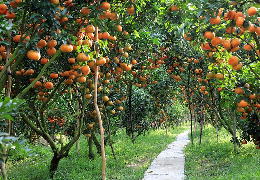 Vườn cây trái Củ Chi bao gồm các loại trái cây đặc sản thơm ngon tại vườn. (Ảnh: Sưu tầm Internet)
