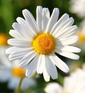 Daisy Flower