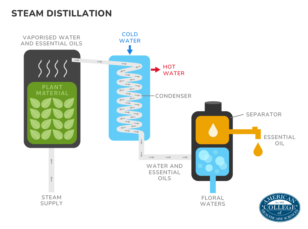 Steam Distillation image showing how the water flows through the plant material and separates the essential oil. Please note: While most essential oils float to the top of the separator, when distilling a “heavy” oil such as nutmeg the essential oil will instead sink to the bottom.