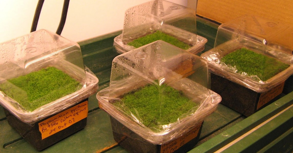 Growing Moss in Slurry