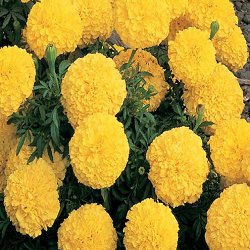 Yellow Marigold Flower