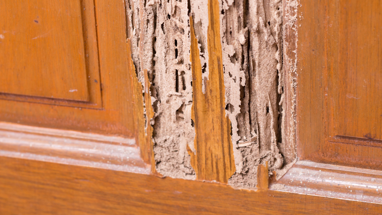 Secure Your Investment With Annual Termite Treatment